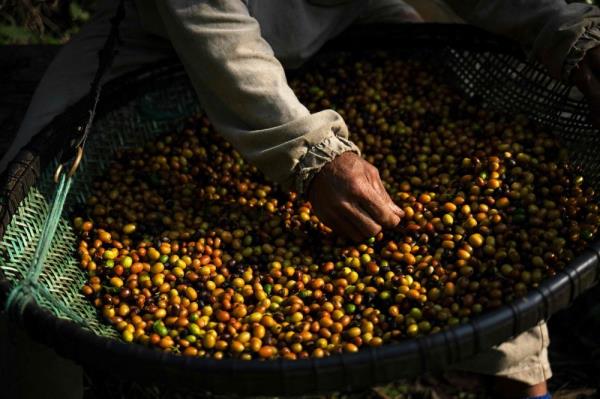 Report: Coffee firms won’t be ready to comply with EU deforestation law 