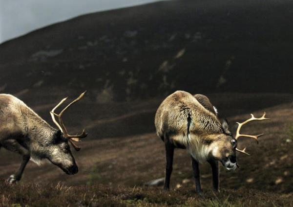 Reindeer use night vision to detect vital food sources during winter, study says