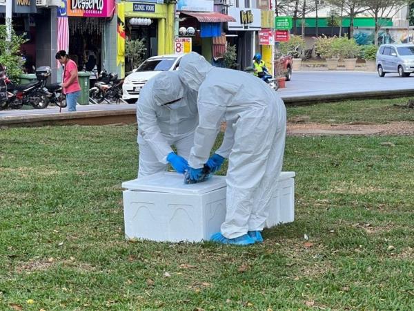 Veterinary Dept: Dead pigeons at Kuching Esplanade likely poisoned