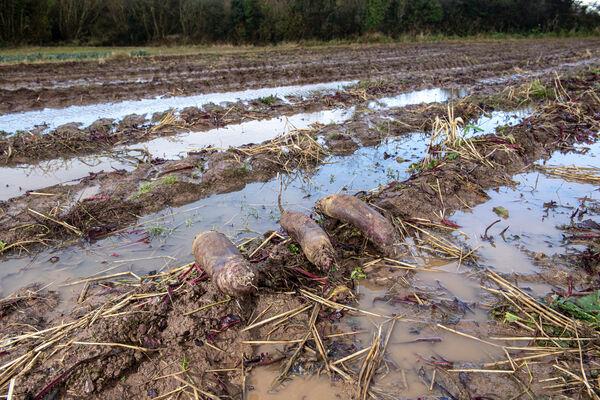 Beetroot lying in the sodden drills at Joe's Farm Crisps. Picture: Dan Linehan